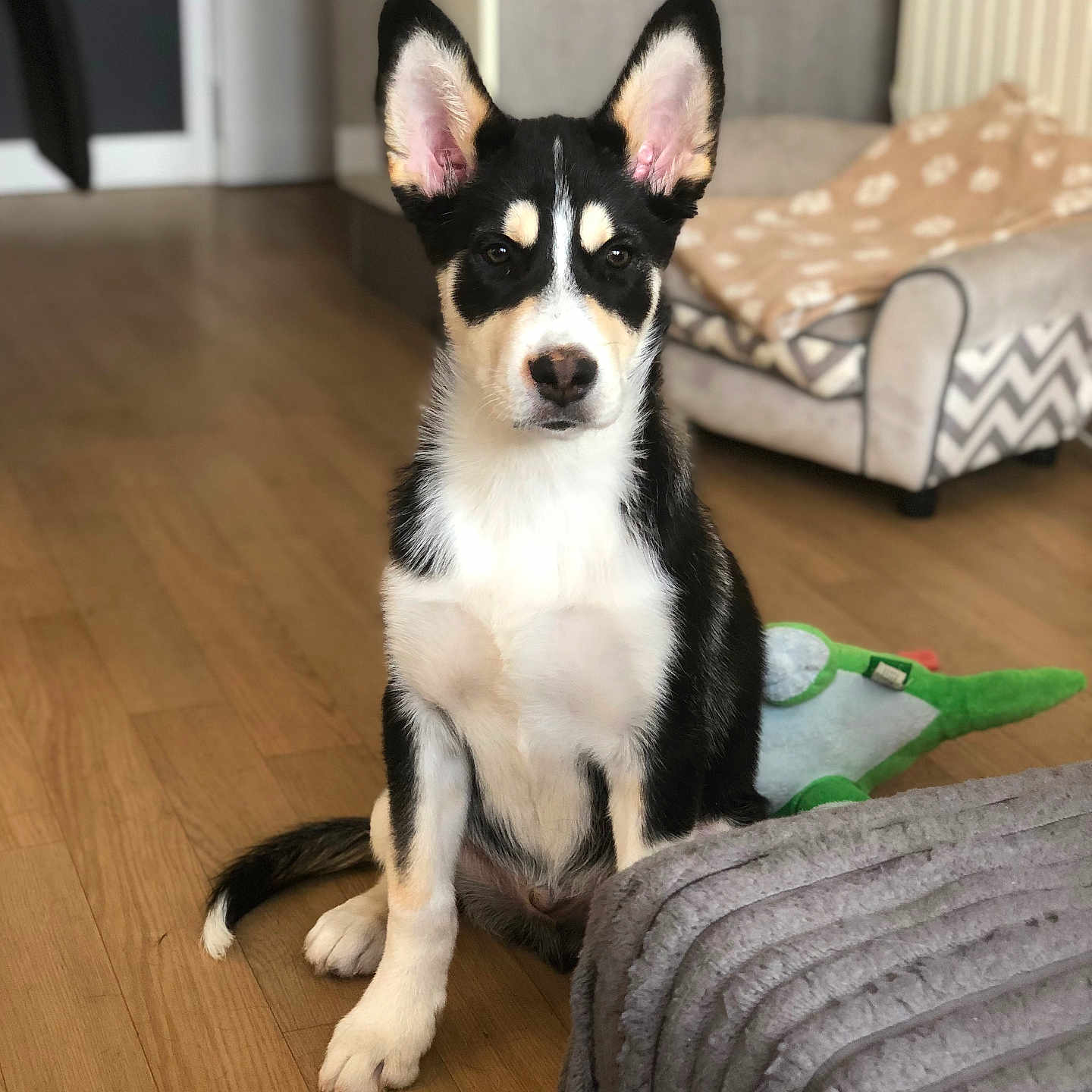 Odin participe au concours pour gagner de l'argent avec cette photo : animal, canine, dog, dogbed, hardwood, husky, indoors, interiordesign, pet, puppy, wood