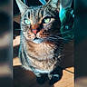 Moumoune a rejoint le concours — aidez-le/la à gagner de superbes lots ! cat, tabby, green_eyes, sunlight, wooden_floor, indoor, pet, whiskers, fur, close_up, domestic_cat, animal, feline, sitting, portrait, household, cozy, daylight, shadow, cute
