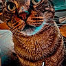 Moumoune a rejoint le concours — aidez-le/la à gagner de superbes lots ! cat, tabby, close_up, pet, animal, whiskers, face, eyes, fur, indoor, portrait, looking, curious, filter, digital_art, text_overlay, time_stamp, mardi, domestic_cat, background_blur