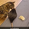 cat, tabby_cat, rat, black_rat, hamster, small_hamster, wooden_floor, gray_surface, shoes, curious, animal, pet, indoor, flooring, furry, tail, whiskers, mammal, exploration, caption