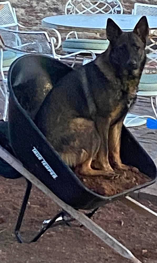Freedom joined the competition — help win amazing prizes! chair, dog, dog_breed, fawn, felidae, guard_dog, herding_dog, metal, non_sporting_group, tail, terrestrial_animal, working_dog