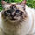 Myrtille