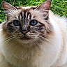 cat, fluffy, long_hair, blue_eyes, whiskers, feline, pet, portrait, close_up, outdoor, garden, greenery, fur, cream_fur, gray_markings, pointed_ears, animal, mammal, sitting, photography