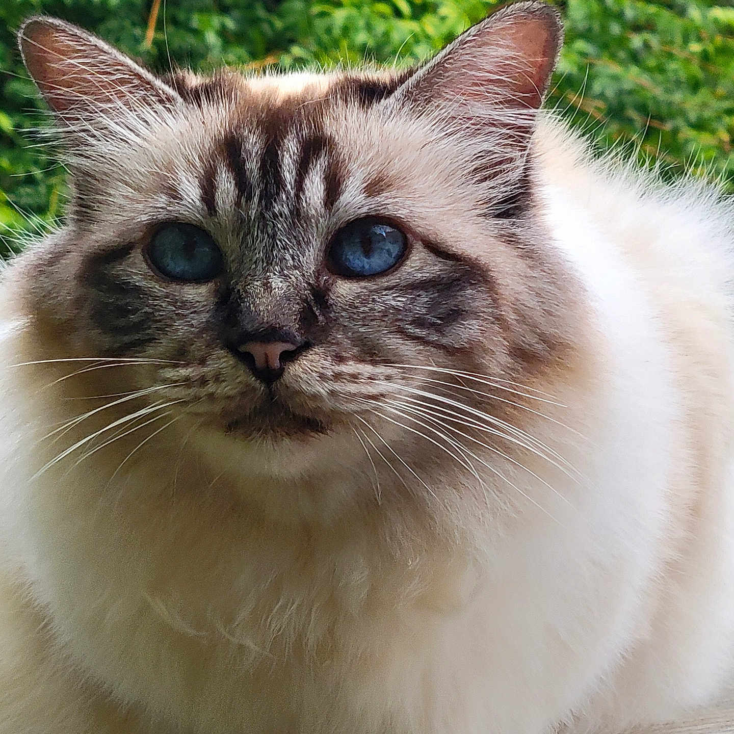 Myrtille
