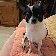 Annie Camaillac participe au concours pour gagner de l'argent avec cette photo : animal, architecture, building, cabinet, canine, chair, chihuahua, cockerspaniel, couch, cushion, dog, furniture, hardwood, homedecor, indoors, papillon, pet, puppy, terrier, wood