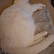Perle participe au concours pour gagner de l'argent avec cette photo : cat, white_cat, sleeping, fluffy, pet, animal, indoor, blanket, cozy, fur, resting, cute, paw, tail, soft, relaxation, comfort, mammal, domestic_animal, feline