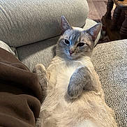 Goose is registered to the contest to win money with this photo: cat, animal, pet, lying_down, couch, furniture, cozy, relaxed, indoor, home, table, remote_control, fur, ears, paws, whiskers, looking, resting, comfort, portrait