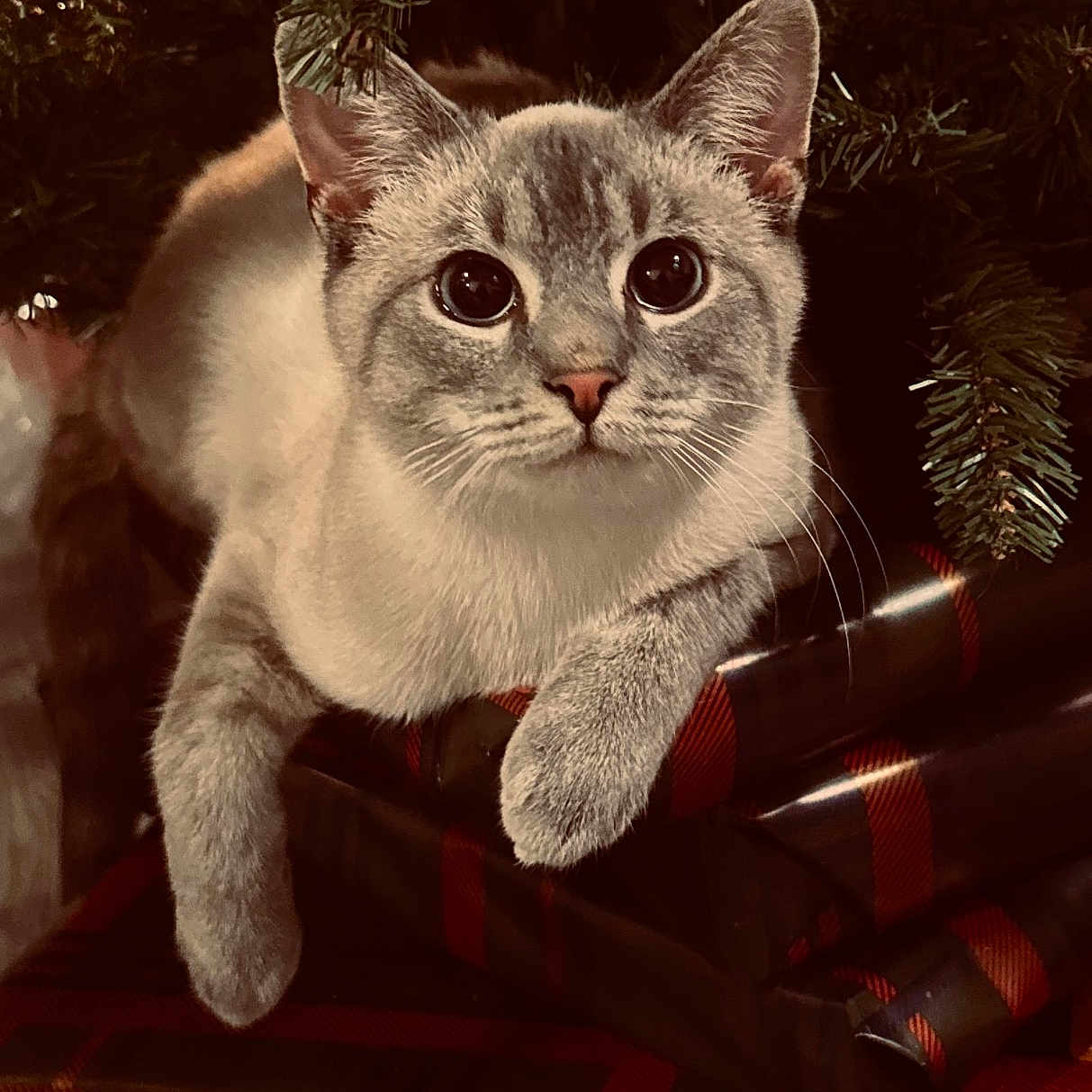 Goose joined the competition — help win amazing prizes! cat, animal, pet, feline, blue_eyes, christmas_tree, gift, present, plaid, holiday, indoor, cute, fur, whiskers, paws, relaxed, decor, festive, tree_branch, cozy