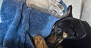 Goose joined the competition — help win amazing prizes! dog, cat, sleeping, blanket, blue_blanket, couch, christmas_tree, holiday_lights, indoor, pet, nap, cozy, furry, resting, fur, home, comfort, animal, relaxation, soft