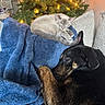 dog, cat, sleeping, blanket, blue_blanket, couch, christmas_tree, holiday_lights, indoor, pet, nap, cozy, furry, resting, fur, home, comfort, animal, relaxation, soft