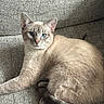 Goose is registered to the contest to win money with this photo: cat, blue_eyes, feline, pet, animal, indoor, couch, relaxed, fur, texture, light, shadow, resting, comfort, close_up, domestic, whiskers, tail, cute, cozy