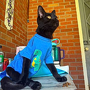 Scooter joined the competition — help win amazing prizes! animal, attentive, black_cat, blue_shirt, brick_wall, casual, cat, cozy, curious, cute, dinosaur_print, domestic_cat, door, feline, indoor, kibble, pet, portrait, sitting, wooden_surface