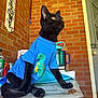animal, attentive, black_cat, blue_shirt, brick_wall, casual, cat, cozy, curious, cute, dinosaur_print, domestic_cat, door, feline, indoor, kibble, pet, portrait, sitting, wooden_surface