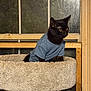 Scooter is registered to the contest to win money with this photo: animal, black_cat, blue_shirt, cat, cat_tree, comfortable, cozy, curiosity, domestic_cat, evening_light, feline, house, indoor, looking_away, perched, pet, plush, quiet, window, wooden_frame