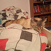 Orion joined the competition — help win amazing prizes! cat, sleeping_cat, tabby, blanket, duvet, bed, bedroom, bookshelf, books, figurines, shelf, pillow, cozy, indoor, pet, fur, paws, resting, home, patterned_bedding