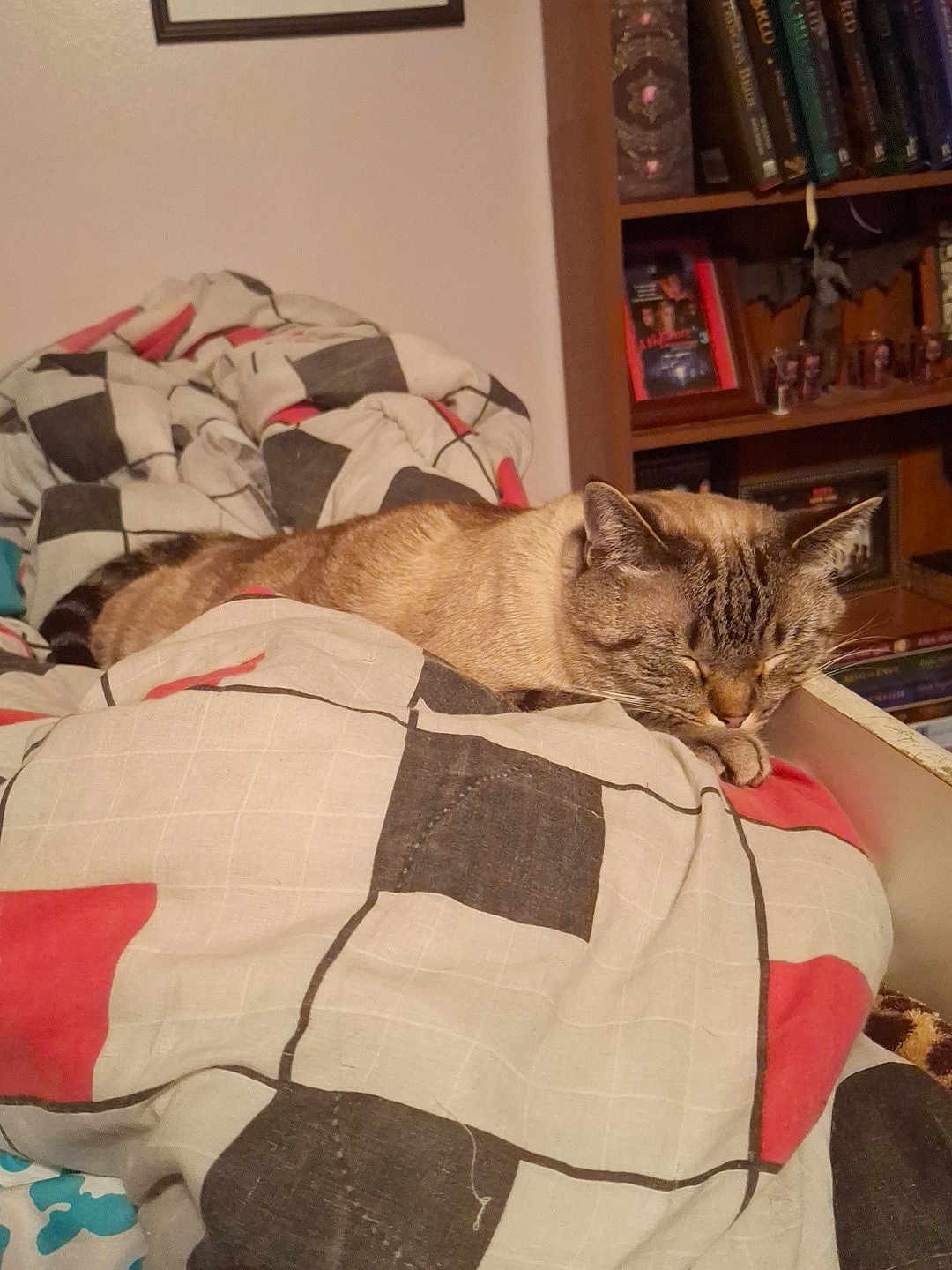 Orion joined the competition — help win amazing prizes! cat, sleeping_cat, tabby, blanket, duvet, bed, bedroom, bookshelf, books, figurines, shelf, pillow, cozy, indoor, pet, fur, paws, resting, home, patterned_bedding