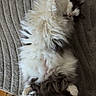 Chomper joined the competition — help win amazing prizes! black_chair, carpet, cat, cozy, domestic_animal, feline, fluffy, gray, home, indoor, paws, pet, playful, relaxed, rug, stretching, striped_toy, toy, white, wooden_floor