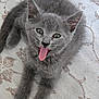 kitten, gray_cat, tongue_out, pet, animal, feline, cute, fur, whiskers, ears, playful, lying_down, close_up, indoor, young_animal, mischievous, face, eyes, small, adorable