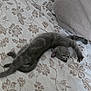 cat, gray_cat, stretching, bed, bedspread, floral_pattern, pillow, feline, pet, animal, indoor, resting, relaxed, cute, soft_fur, whiskers, claws, cozy, sleepy, domestic_cat