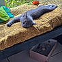 kitten, gray_cat, sleeping, stretching, blanket, window, plants, flowers, toys, box, floor, indoor, cozy, sunlight, furniture, relaxing, pet, cute, fluffy, resting