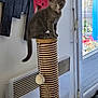 kitten, gray_cat, scratching_post, indoor, pet, feline, toy, window, door, flower, heater, wall_art, playful, young_cat, curious, domestic_animal, fur, whiskers, paws, tail