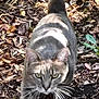 Simba a rejoint le concours — aidez-le/la à gagner de superbes lots ! cat, animal, outdoor, forest_floor, leaves, twigs, sunlight, shadow, whiskers, fur, nature, mammal, predator, walking, greenery, plant, wildlife, closeup, daylight, camouflage
