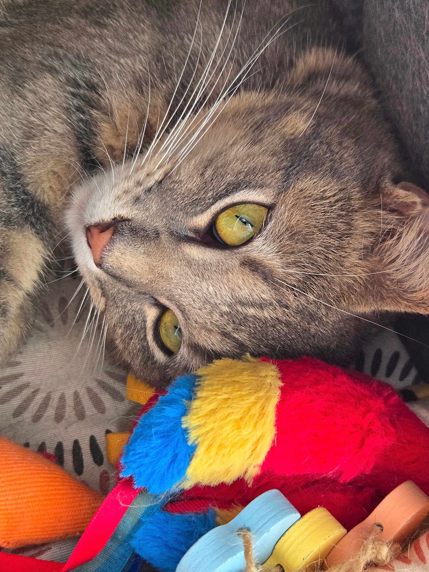 Simba a rejoint le concours — aidez-le/la à gagner de superbes lots ! cat, tabby, close_up, yellow_eyes, whiskers, fur, plush_toy, colorful_toy, patterned_surface, pet, animal, indoor, cute, soft_texture, relaxed, lying_down, playful, domestic_cat, feline, curious