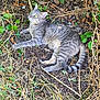 Simba participe au concours pour gagner de l'argent avec cette photo : cat, gray_tabby, outdoor, grass, dirt, plants, leaves, nature, animal, pet, feline, resting, curious, wildlife, summer, ground, tail, eyes, ears, relaxed