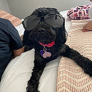 Amaya is registered to the contest to win money with this photo: dog, black_dog, sunglasses, bed, blanket, person, pajamas, collar, tag, indoor, pet, cute, relaxed, lying_down, fur, animal, home, resting, comfort, accessory