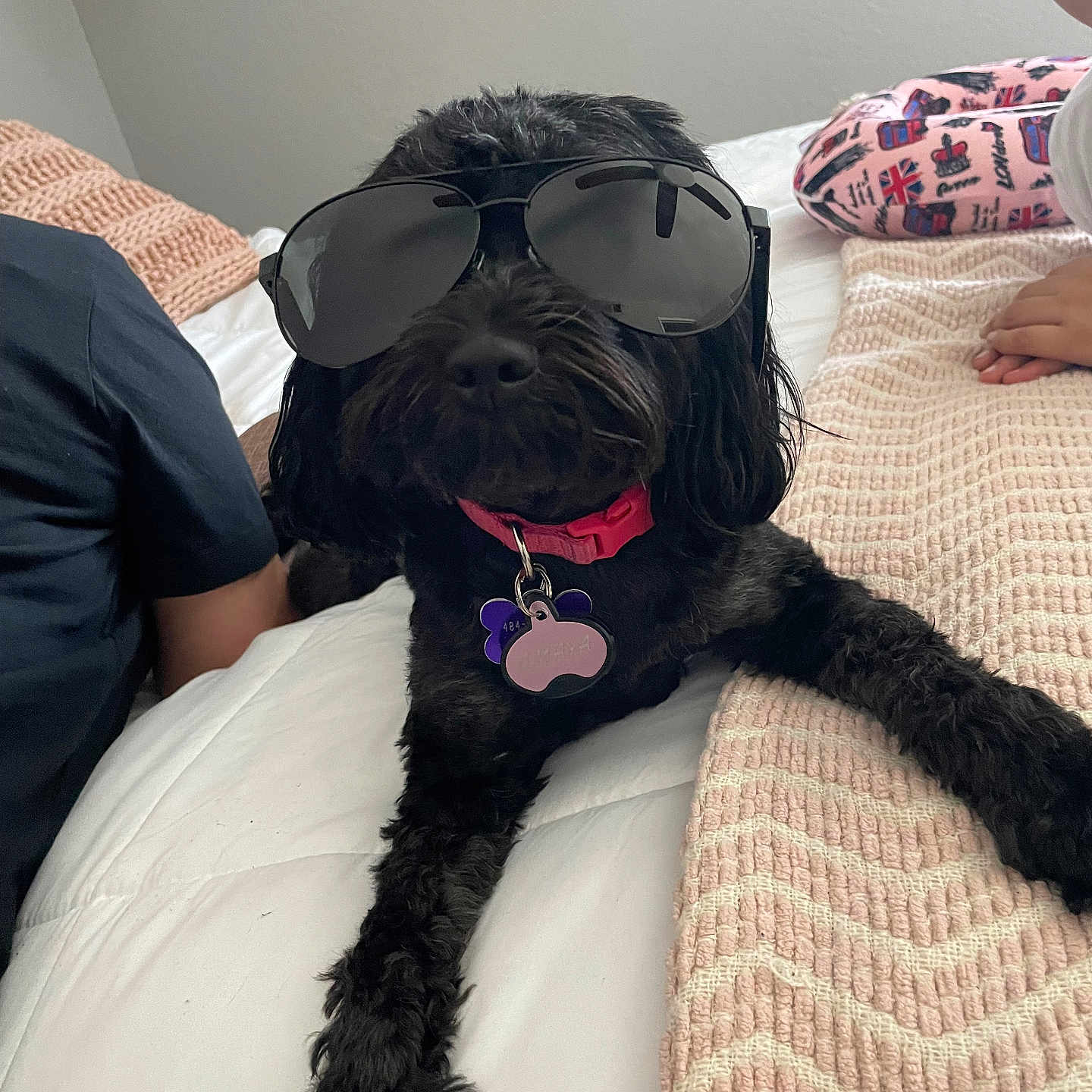 Amaya is registered to the contest to win money with this photo: accessory, animal, bed, black_dog, blanket, collar, comfort, cute, dog, fur, home, indoor, lying_down, pajamas, person, pet, relaxed, resting, sunglasses, tag