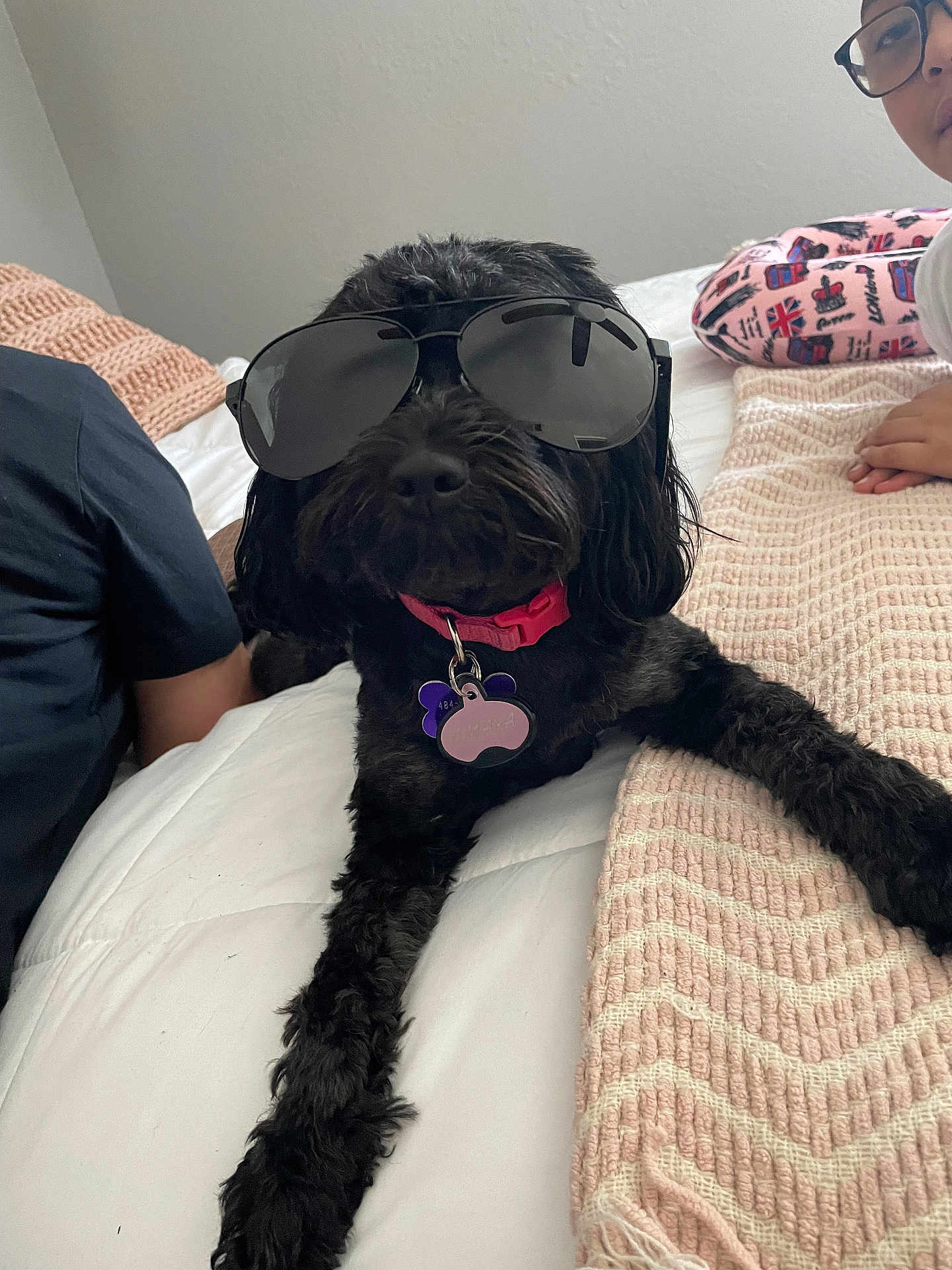 Amaya is registered to the contest to win money with this photo: dog, black_dog, sunglasses, bed, blanket, person, pajamas, collar, tag, indoor, pet, cute, relaxed, lying_down, fur, animal, home, resting, comfort, accessory