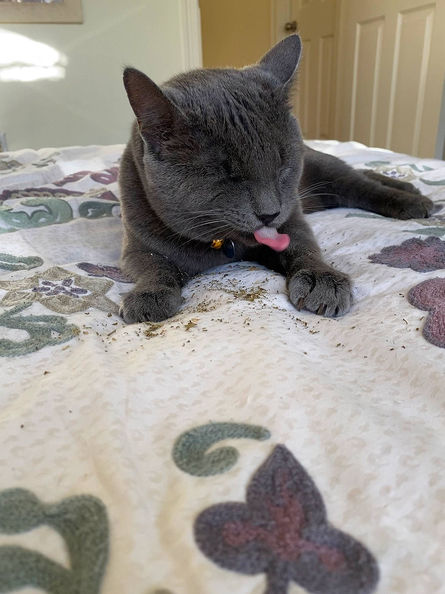 Captain is registered to the contest to win money with this photo: asian, black_cat, british_shorthair, carnivore, cat, chartreux, claw, domestic_short_haired_cat, european_shorthair, felidae, fur, kitten, korat, russian_blue, sand, small_to_medium_sized_cats, snout, whiskers