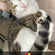 Vanilla participe au concours pour gagner de l'argent avec cette photo : cat, tabby, white_fur, green_eyes, curled_up, blanket, indoor, pet, cute, cozy, feline, paw, tail, resting, animal, close_up, soft_texture, nap, domestic_cat, sleepy