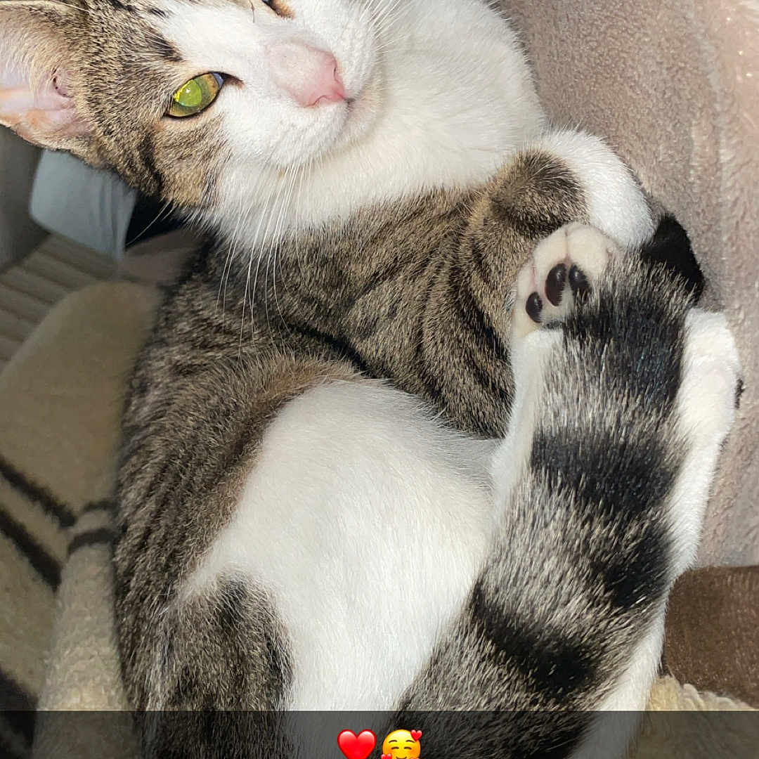 Vanilla participe au concours pour gagner de l'argent avec cette photo : cat, tabby, white_fur, green_eyes, curled_up, blanket, indoor, pet, cute, cozy, feline, paw, tail, resting, animal, close_up, soft_texture, nap, domestic_cat, sleepy