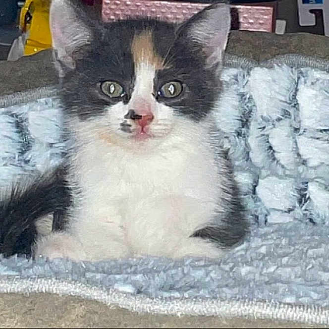 Nala