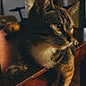 Poppy Grillz joined the competition — help win amazing prizes! cat, tabby, indoor, table, wooden_table, pet, feline, animal, curious, whiskers, ears, paws, eyes, fur, relaxing, domestic, cute, closeup, mammal, household