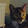 Poppy Grillz joined the competition — help win amazing prizes! cat, tabby_cat, indoor, pet, animal, feline, whiskers, ears, green_eyes, face, fur, domestic_cat, portrait, close_up, cozy, household, furniture, blanket, soft_light, calm