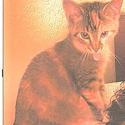 Poppy Grillz joined the competition — help win amazing prizes! animal, background, blurred, cat, closeup, cute, ears, expression, face, feline, fur, indoor, low_light, orange_tint, pet, playful, sitting, texture, tongue_out, whiskers