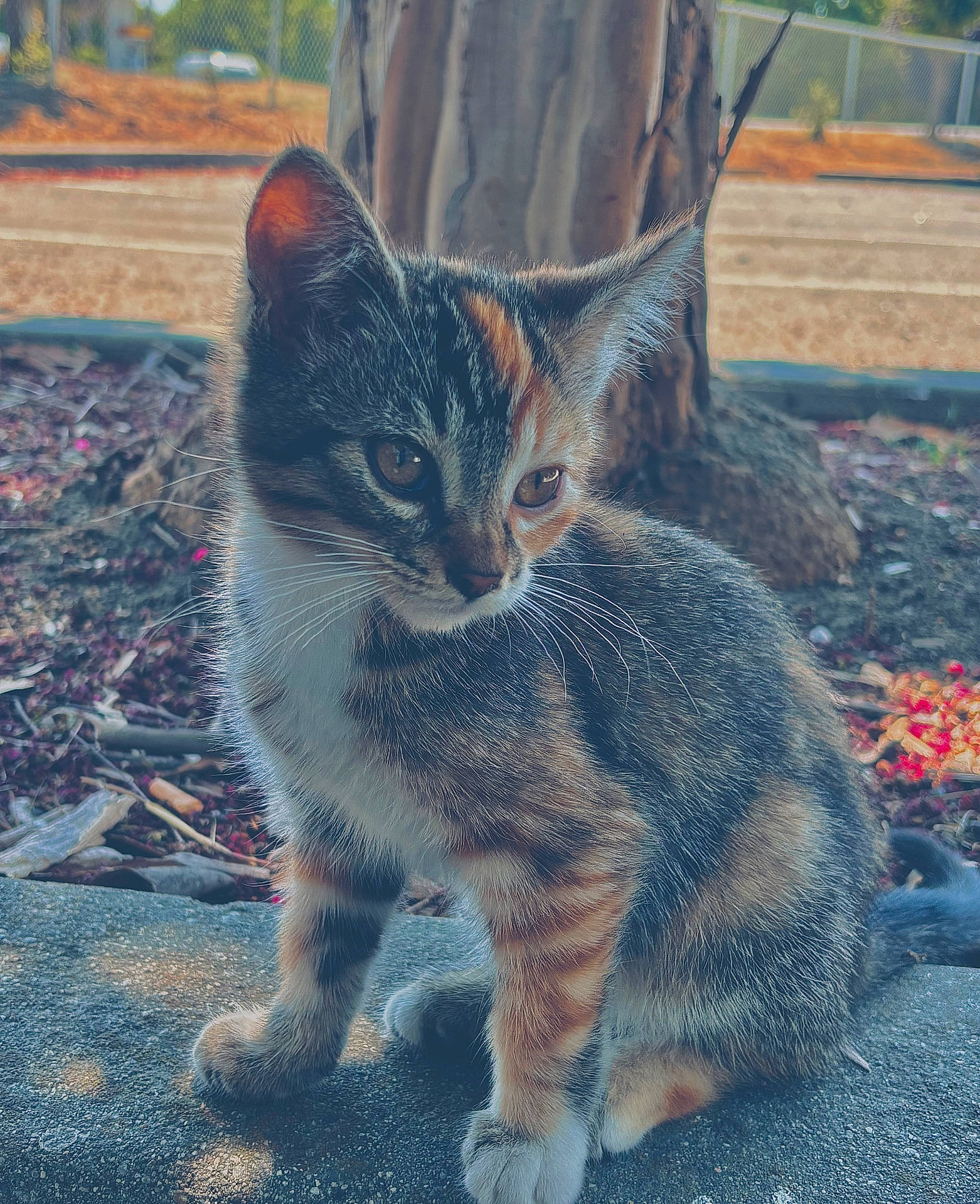 animal, calico, cat, closeup, concrete, curious, cute, daylight, fur, kitten, nature, outdoor, pet, sitting, small, tabby, tree, whiskers, wildlife, young