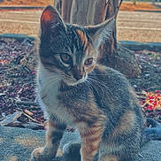Poppy Grillz joined the competition — help win amazing prizes! kitten, cat, animal, outdoor, tree, nature, fur, whiskers, concrete, calico, tabby, pet, young, cute, sitting, curious, daylight, closeup, wildlife, small