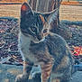 kitten, cat, animal, outdoor, tree, nature, fur, whiskers, concrete, calico, tabby, pet, young, cute, sitting, curious, daylight, closeup, wildlife, small