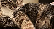 Poppy Grillz joined the competition — help win amazing prizes! cat, tabby, sleeping, paw, fur, whiskers, indoor, closeup, pet, animal, relaxed, resting, cute, feline, mammal, cozy, soft, domestic, calm, portrait