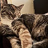 cat, tabby, sleeping, paw, fur, whiskers, indoor, closeup, pet, animal, relaxed, resting, cute, feline, mammal, cozy, soft, domestic, calm, portrait
