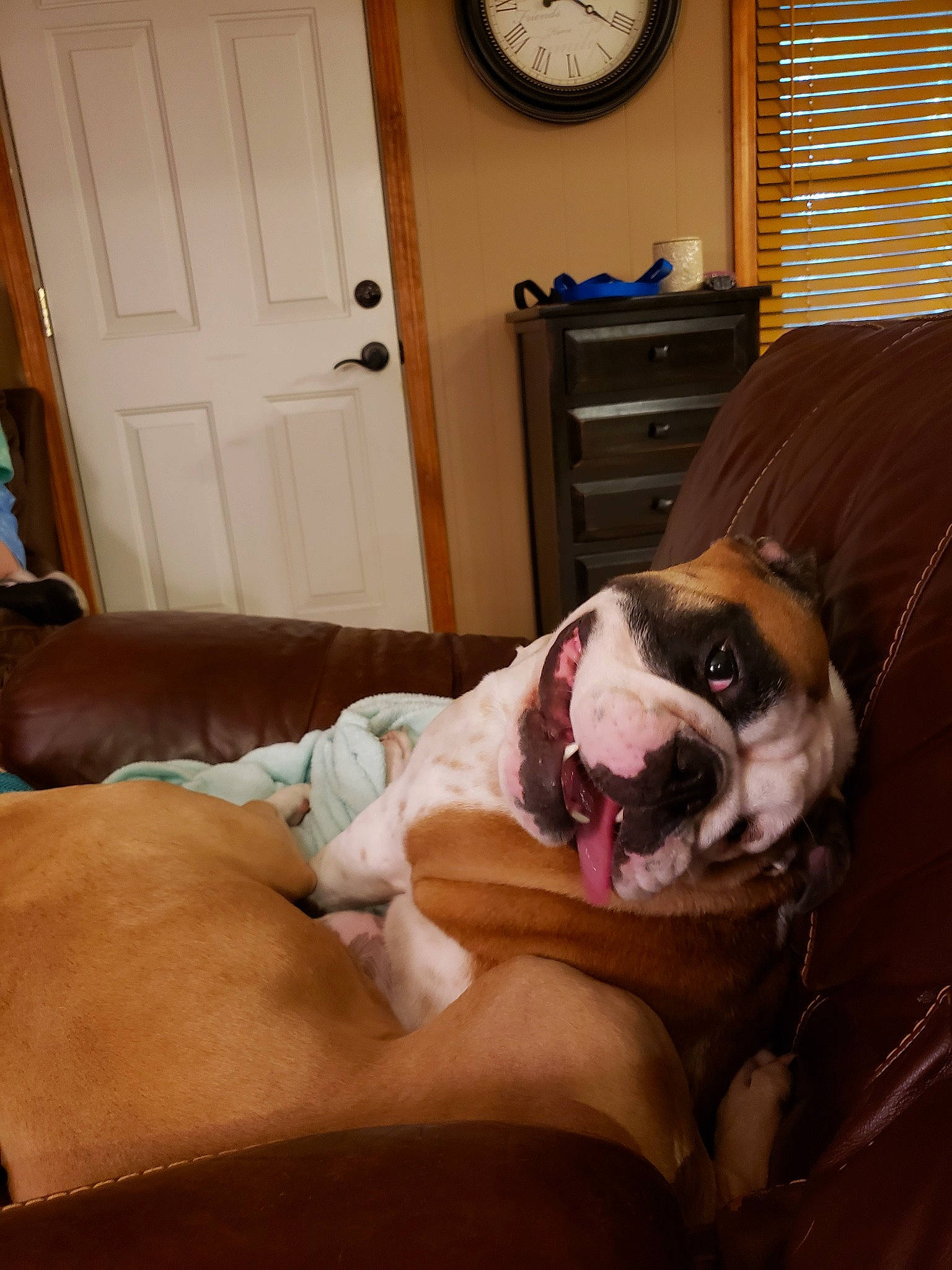 Mildred is registered to the contest to win money with this photo: american_bulldog, boston_terrier, boxer, canidae, carnivore, couch, dog, dog_breed, ear, fawn, nap, non_sporting_group, nose, old_english_bulldog, olde_english_bulldogge, room, snout, valley_bulldog