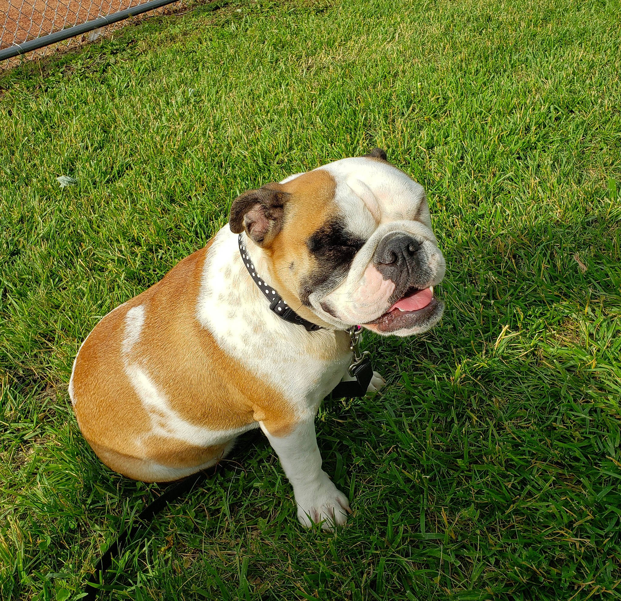 Mildred is registered to the contest to win money with this photo: australian_bulldog, british_bulldogs, bulldog, canidae, carnivore, companion_dog, dog, dog_breed, dorset_olde_tyme_bulldogge, grass, mammal, non_sporting_group, old_english_bulldog, olde_english_bulldogge, renascence_bulldogge, snout, toy_bulldog, valley_bulldog, vertebrate, white_english_bulldog