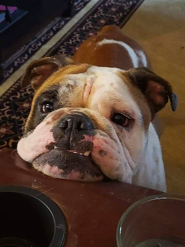 Mildred is registered to the contest to win money with this photo: american_bulldog, australian_bulldog, british_bulldogs, bulldog, canidae, carnivore, companion_dog, dog, dog_breed, mammal, non_sporting_group, nose, old_english_bulldog, olde_english_bulldogge, renascence_bulldogge, skin, snout, toy_bulldog, valley_bulldog, white_english_bulldog