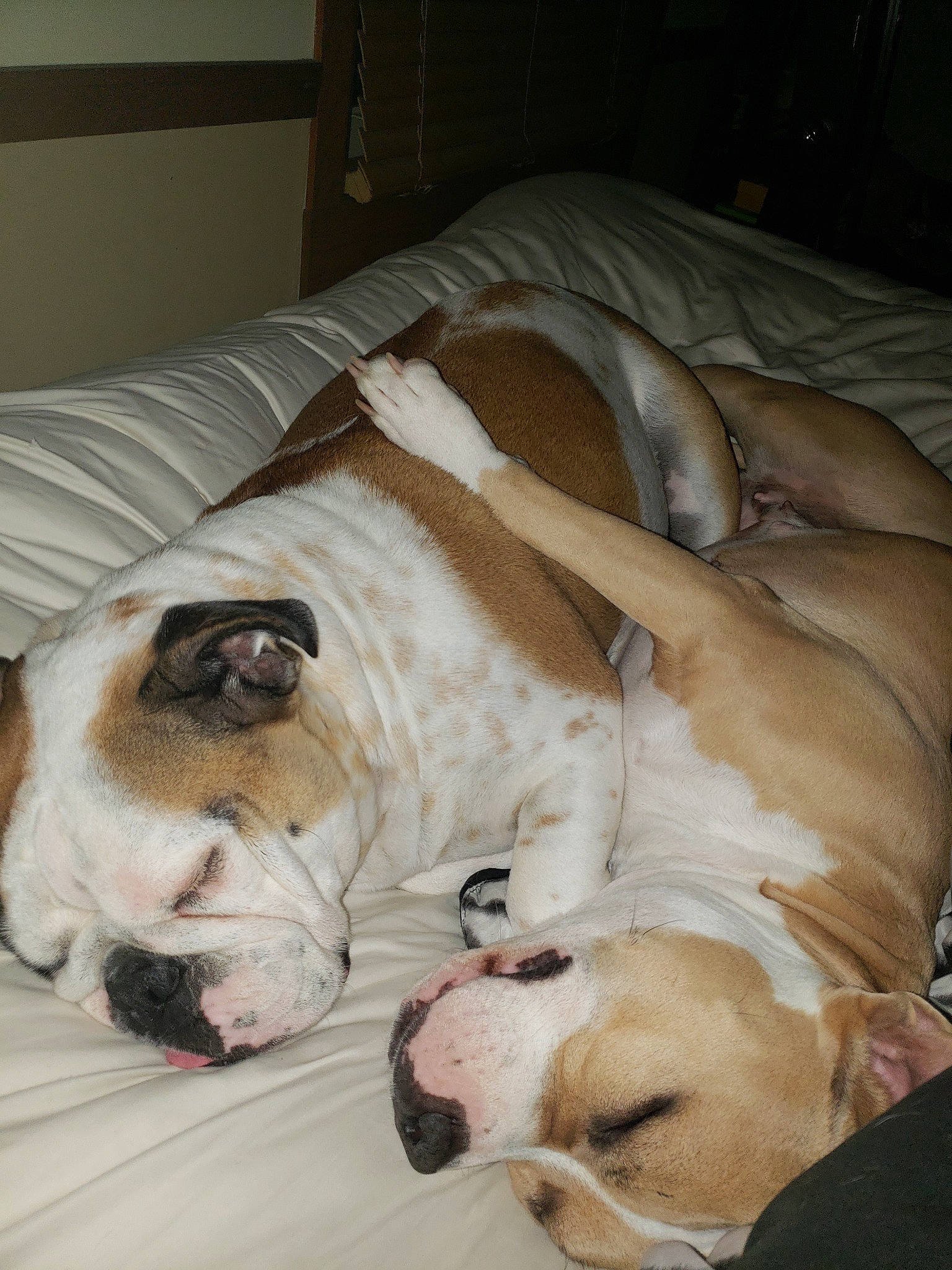 Bliss joined the competition — help win amazing prizes! american_bulldog, australian_bulldog, british_bulldogs, bulldog, canidae, carnivore, companion_dog, dog, dog_breed, fawn, mammal, nap, nose, old_english_bulldog, olde_english_bulldogge, puppy_love, skin, snout, valley_bulldog, vertebrate