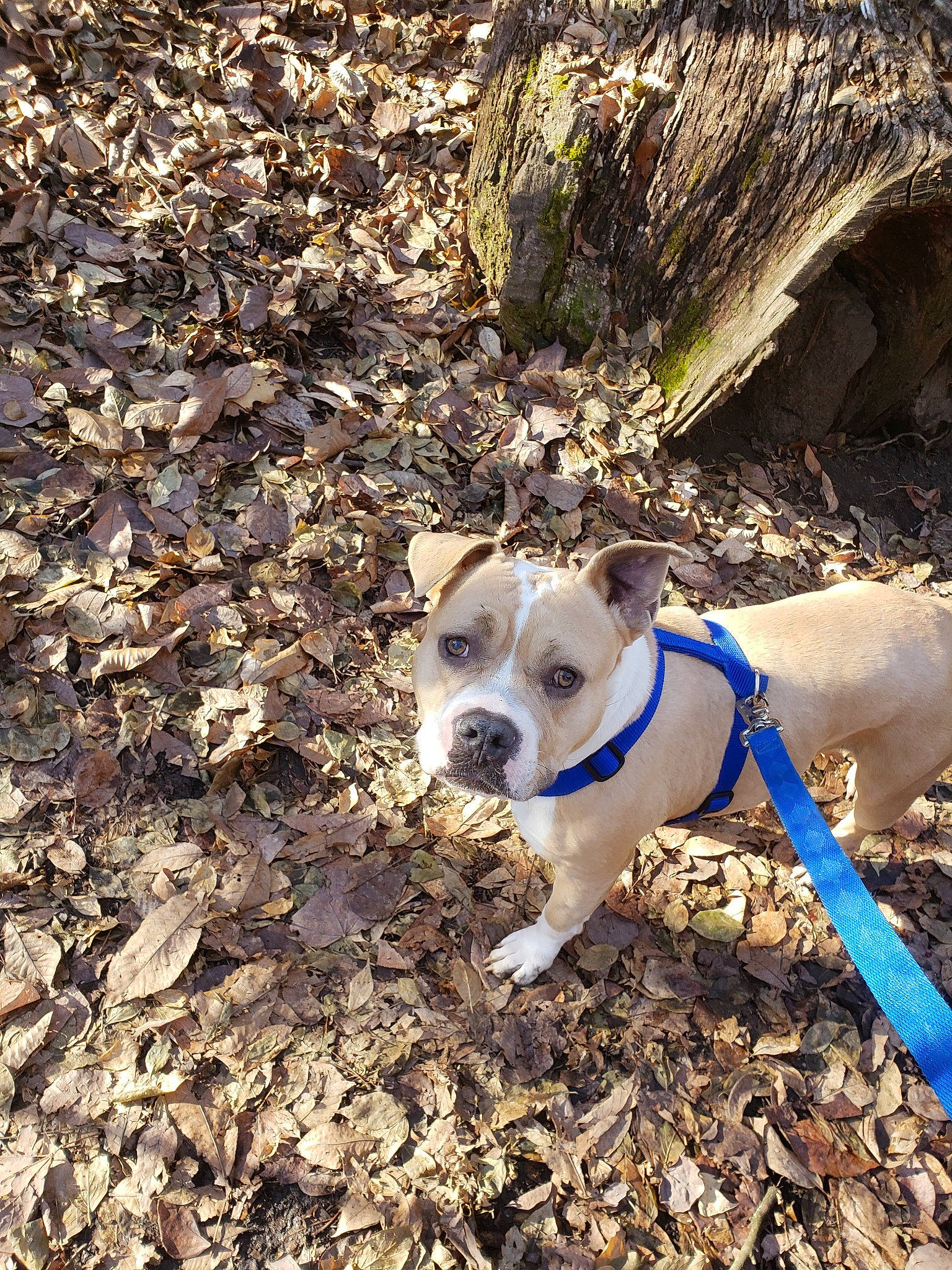 Bliss joined the competition — help win amazing prizes! adventure, american_staffordshire_terrier, canidae, carnivore, dog, dog_breed, fawn, non_sporting_group, plant, snout, soil, sporting_group, trail, tree, walking