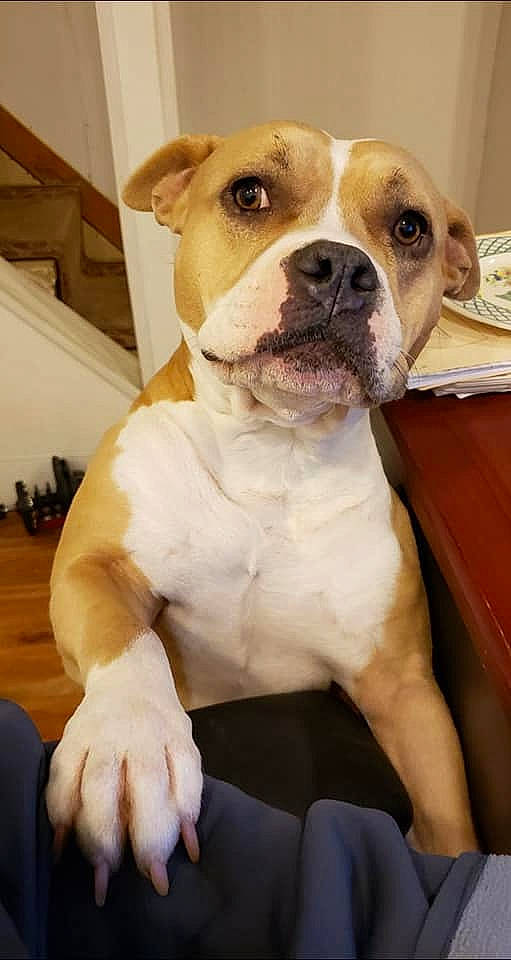 Bliss is registered to the contest to win money with this photo: american_bulldog, american_pit_bull_terrier, american_staffordshire_terrier, australian_bulldog, bulldog, canidae, carnivore, dog, dog_breed, fawn, mammal, non_sporting_group, nose, old_english_bulldog, olde_english_bulldogge, pit_bull, rare_breed_dog, snout, valley_bulldog, vertebrate