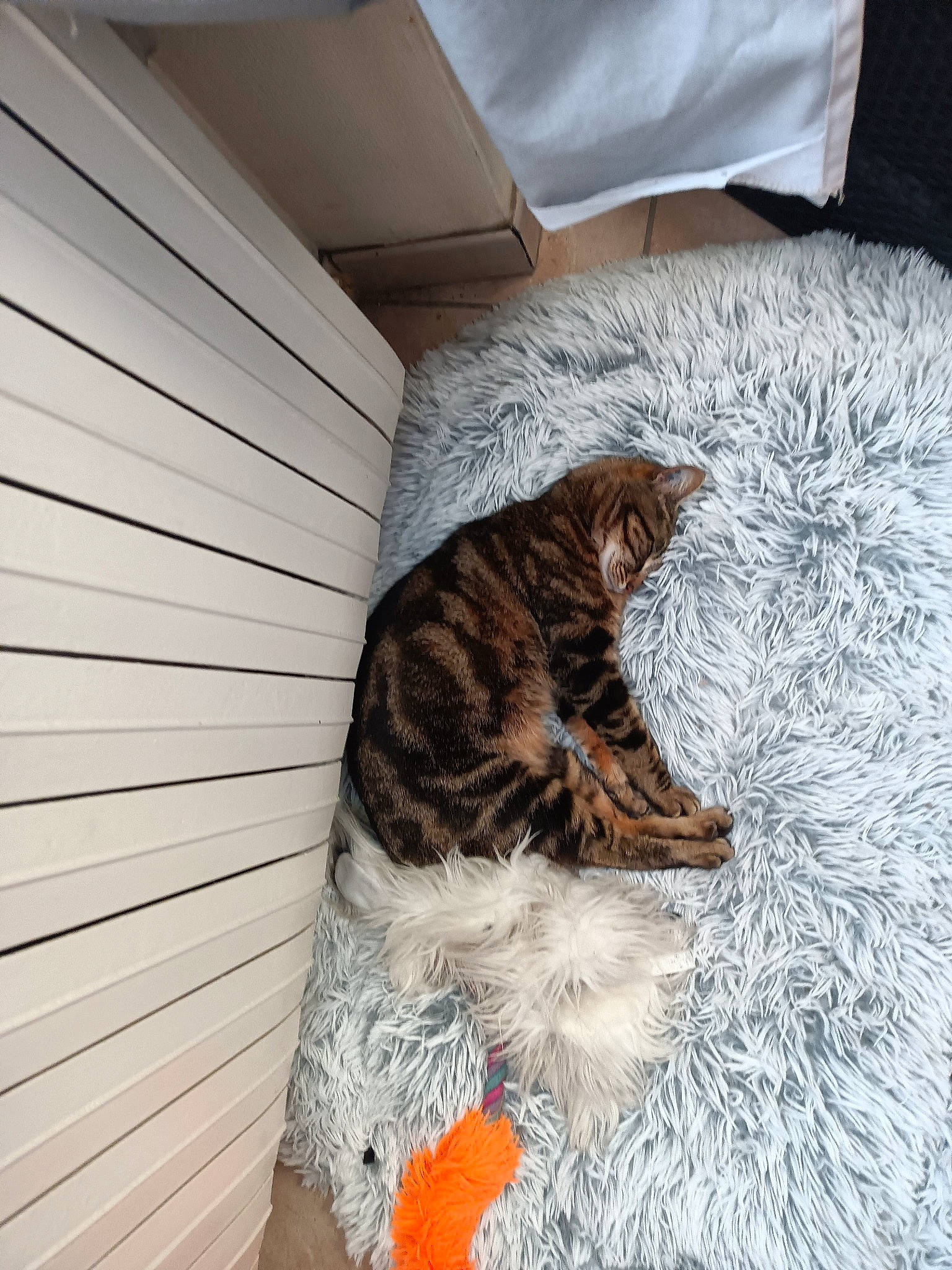 Pepette a rejoint le concours — aidez-le/la à gagner de superbes lots ! carnivore, cat, comfort, domestic_short_haired_cat, fawn, felidae, flooring, fur, grey, hardwood, linens, mammal, paw, room, small_to_medium_sized_cats, snout, tail, whiskers, window_covering, wood